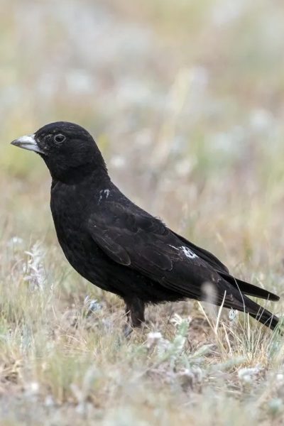 Black Lark 2 Black Lark 2