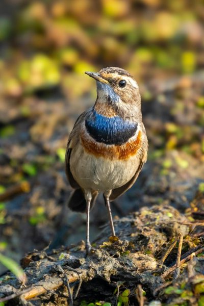 Bluethroat Luscinia svecica Sikatan Londo Bluethroat Luscinia svecica Sikatan Londo