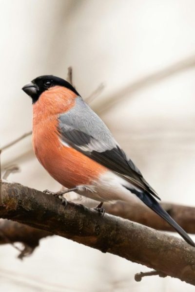 Bullfinch Bullfinch