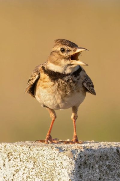 Calandra Lark – Melanocorypha calandra Calandra Lark - Melanocorypha calandra