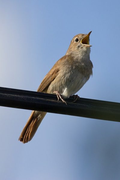 Common Nightingale Luscinia_megarhynchos Common Nightingale Luscinia_megarhynchos