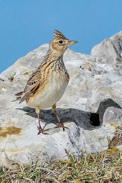 Crested Lark (galerida cristata) Crested Lark (galerida cristata)