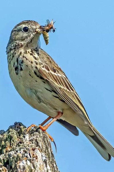 Eurasian Skylark Sanma (Alauda Arvensis) Eurasian Skylark Sanma (Alauda Arvensis)