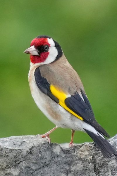 European_goldfinch European_goldfinch