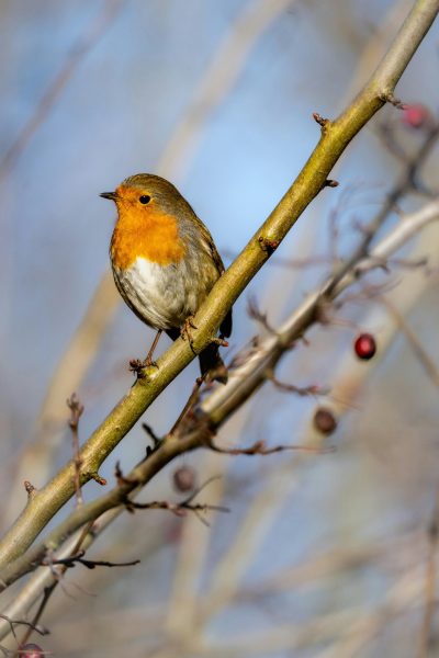 Robin Robin