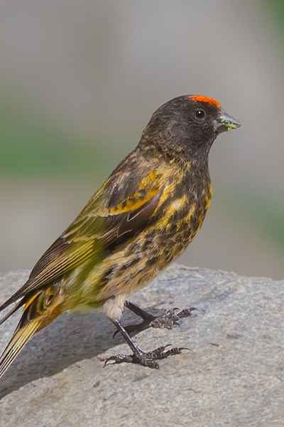 Serinus pusillus Serinus pusillus