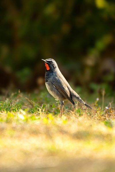 Siberian Rubythroat Sikatan Londo Siberian Rubythroat Sikatan Londo