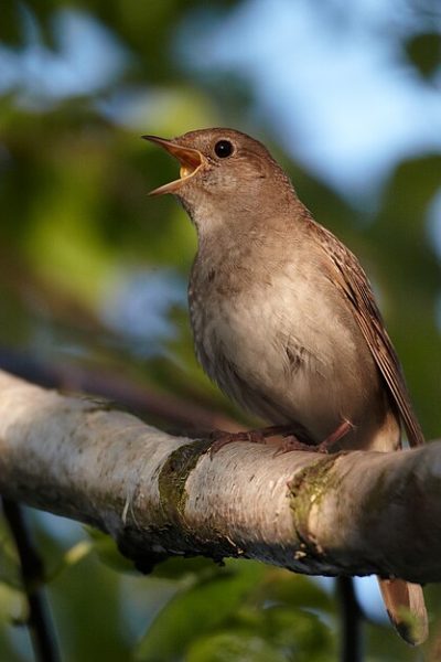 Thrush Nightingale Luscinia Luscinia Thrush Nightingale Luscinia Luscinia